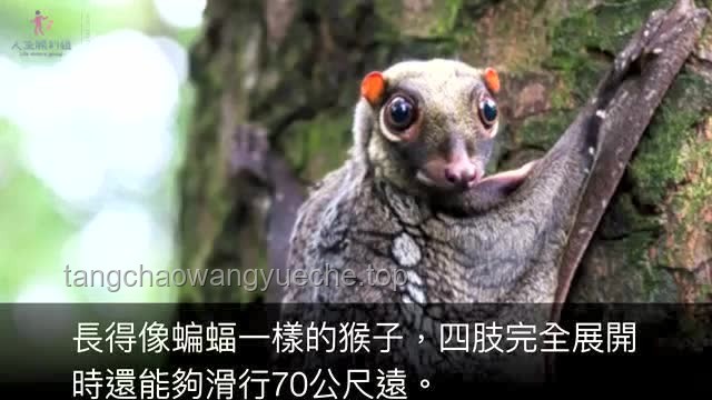 如何应对“老猫猴子进村”带来的系列问题？