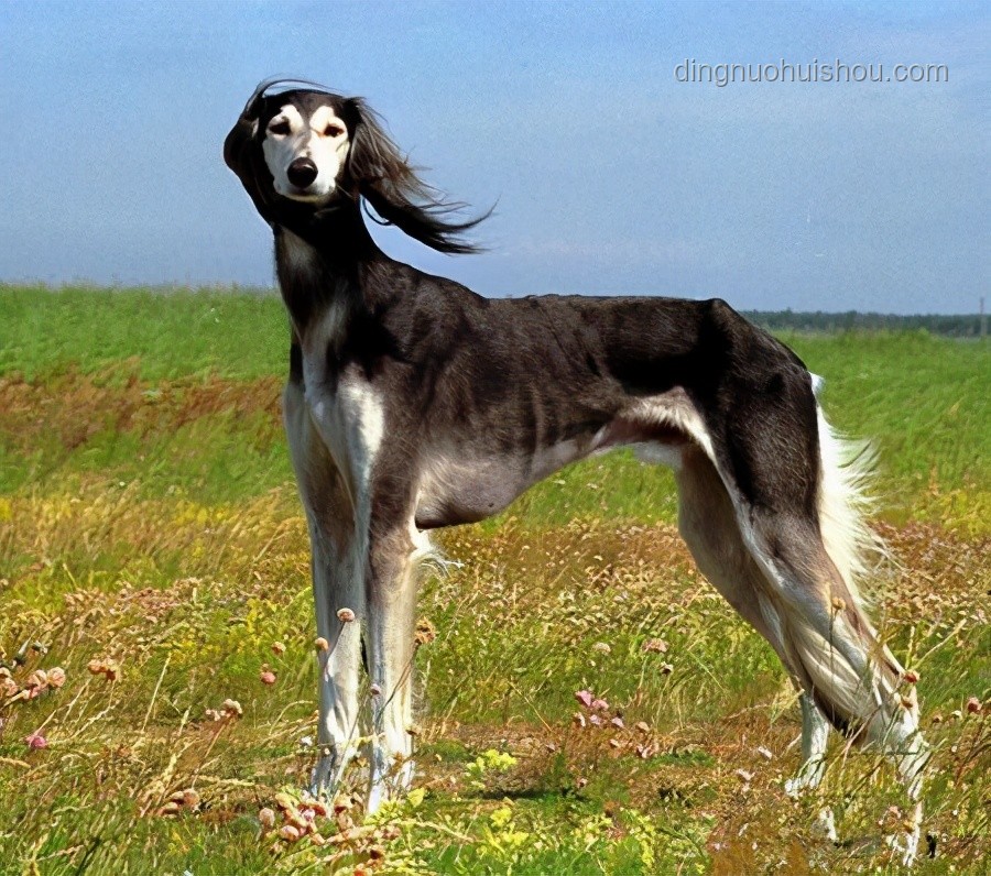 中国下司犬爆火海外：猎犬之王引领行业新风潮 🐾, 猎犬, 文化输出, 宠物经济, 遗传资源保护