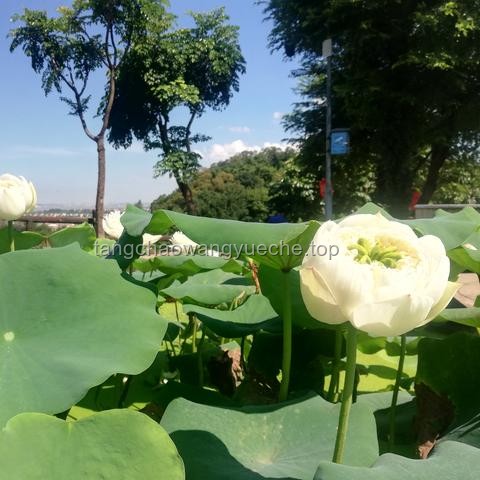 广州一景区7个莲花奇观与其他知名莲花景观对比分析