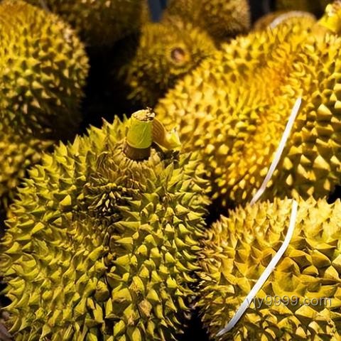 经期多吃榴莲可缓解痛经？解析榴莲对痛经的潜在影响