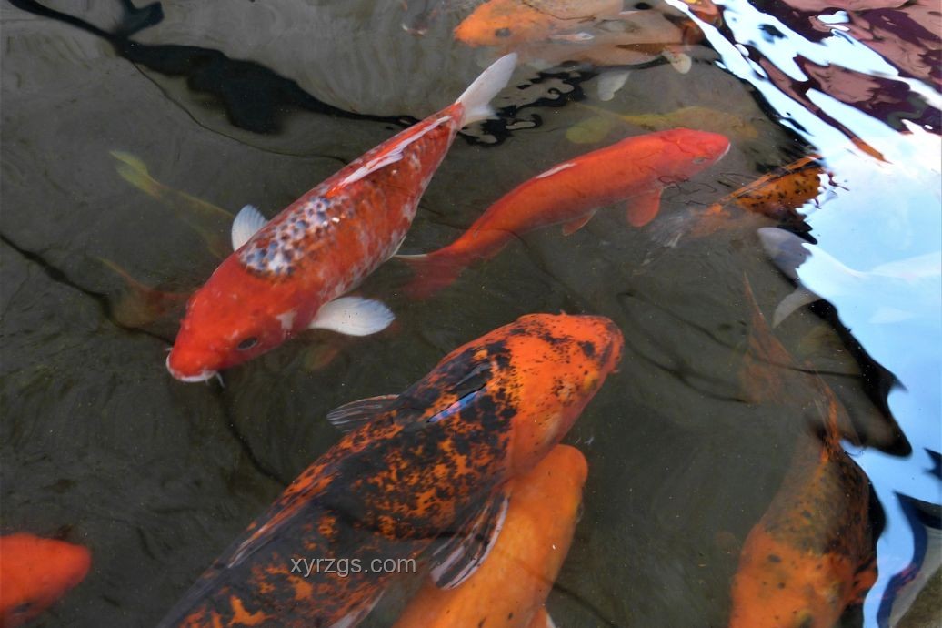 “龙鳞鲤”现象透视水族市场新机遇