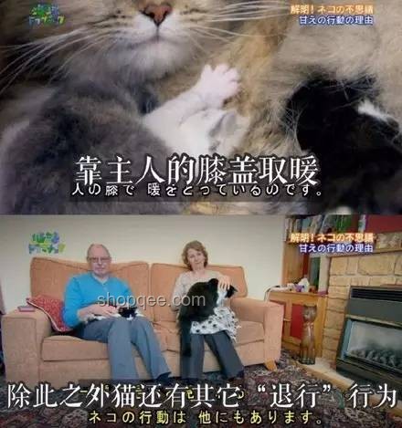 刘家琨致谢猫“撸猫爽”背后的科学依据