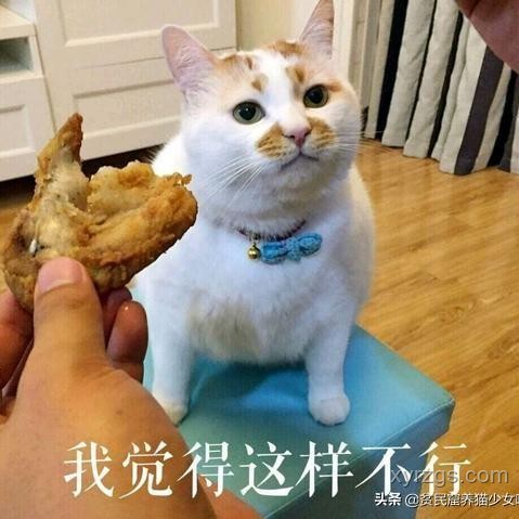 萌宠踢冻干挑战：揭秘喵星人的隐藏技能