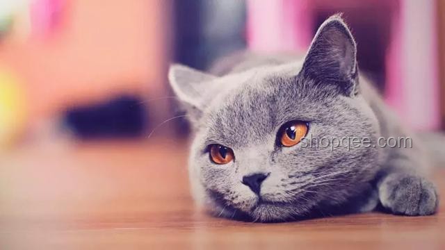 宠物猫消费习惯暴露主人钱包余额，宠物经济新洞察